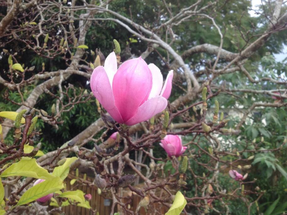Magnolia Cottage 科夫斯港 外观 照片